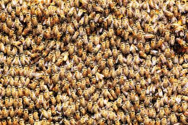 What’s the Buzz? 20,000 Bees Find Home in a Cello